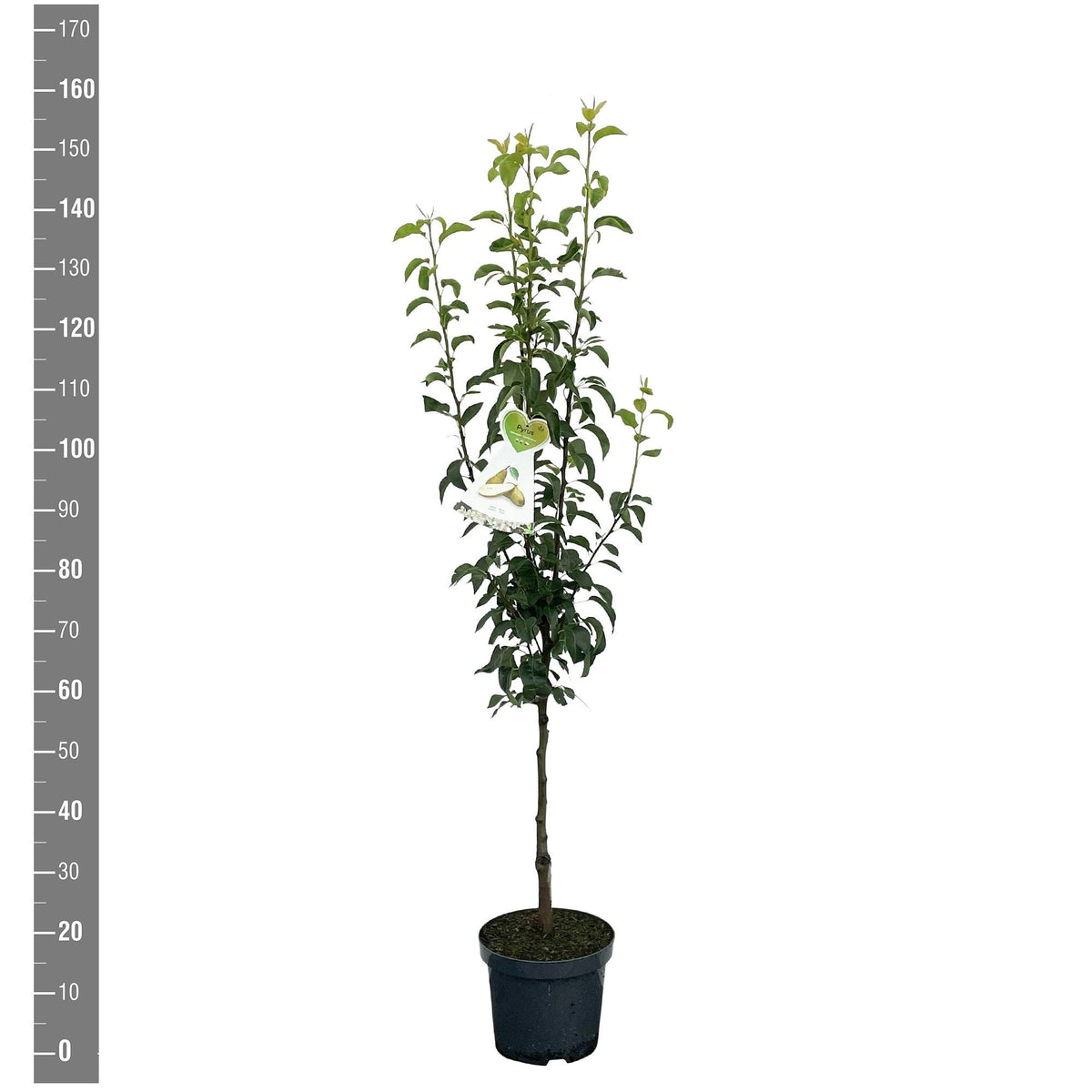Pyrus c. &