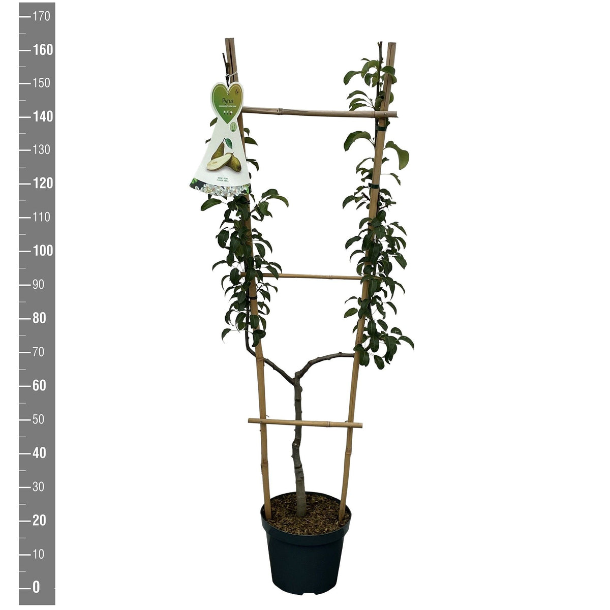 Pyrus c. &