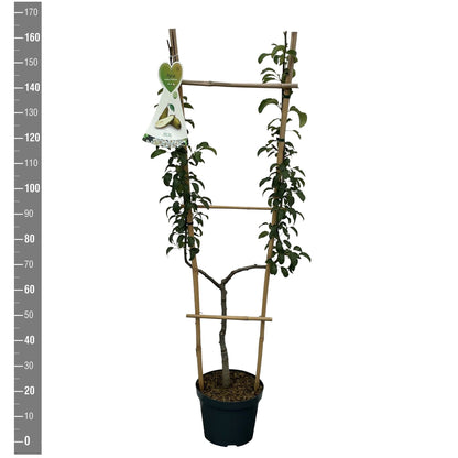 Pyrus c. &