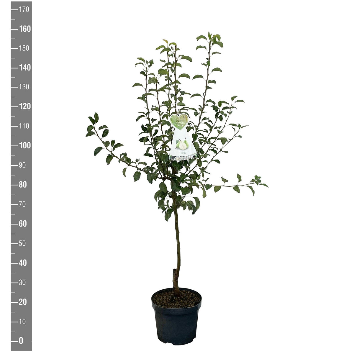 Pyrus c. &