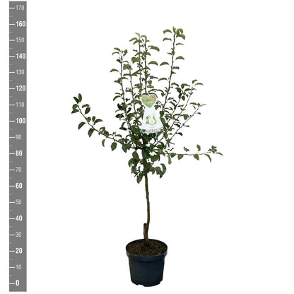 Pyrus communis &
