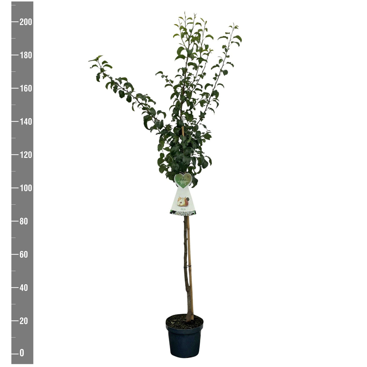 Pyrus c. &