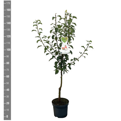 Pyrus c. &