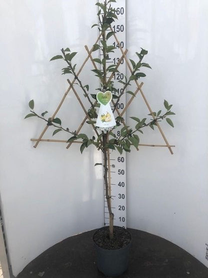 Pyrus c. i sorter, spaljerad - C7,5 (7,5 liters kruka) / 26 cm kruka