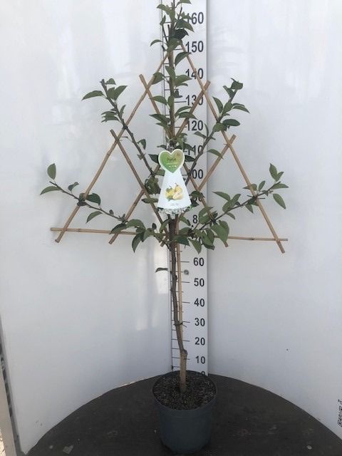 Pyrus c. i sorter C7,5 (7,5 liters kruka) / 26 cm kruka - Spaljérad