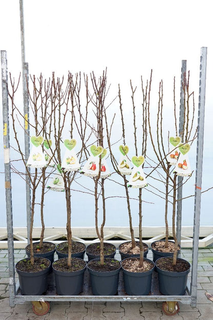 Pyrus c. i sorter C7,5 (7,5 liters kruka) buskform
