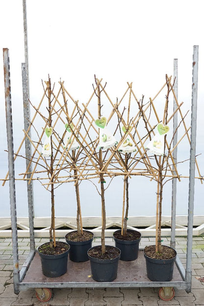 Pyrus c. i sorter, spaljé C7,5 (7,5 liters kruka)