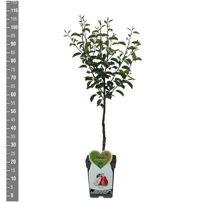 Pyrus c. &