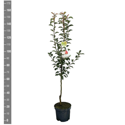 Pyrus c. &