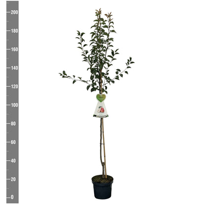Pyrus c. &