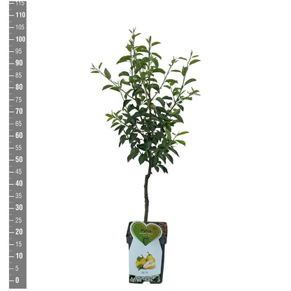 Pyrus c. &