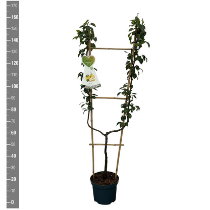 Pyrus c. &