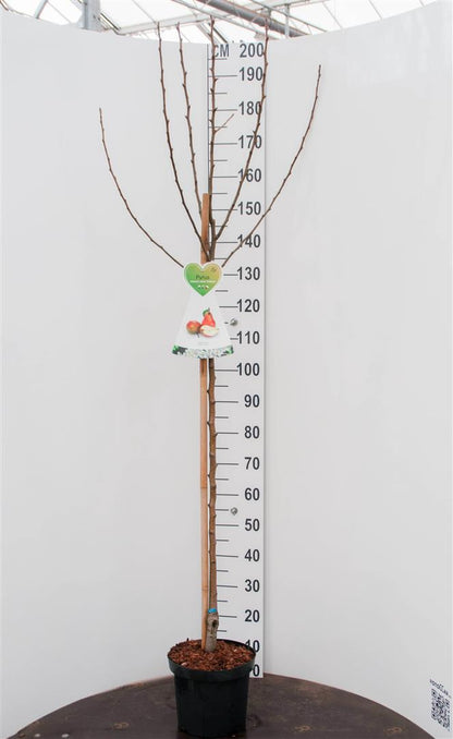 Pyrus c. &