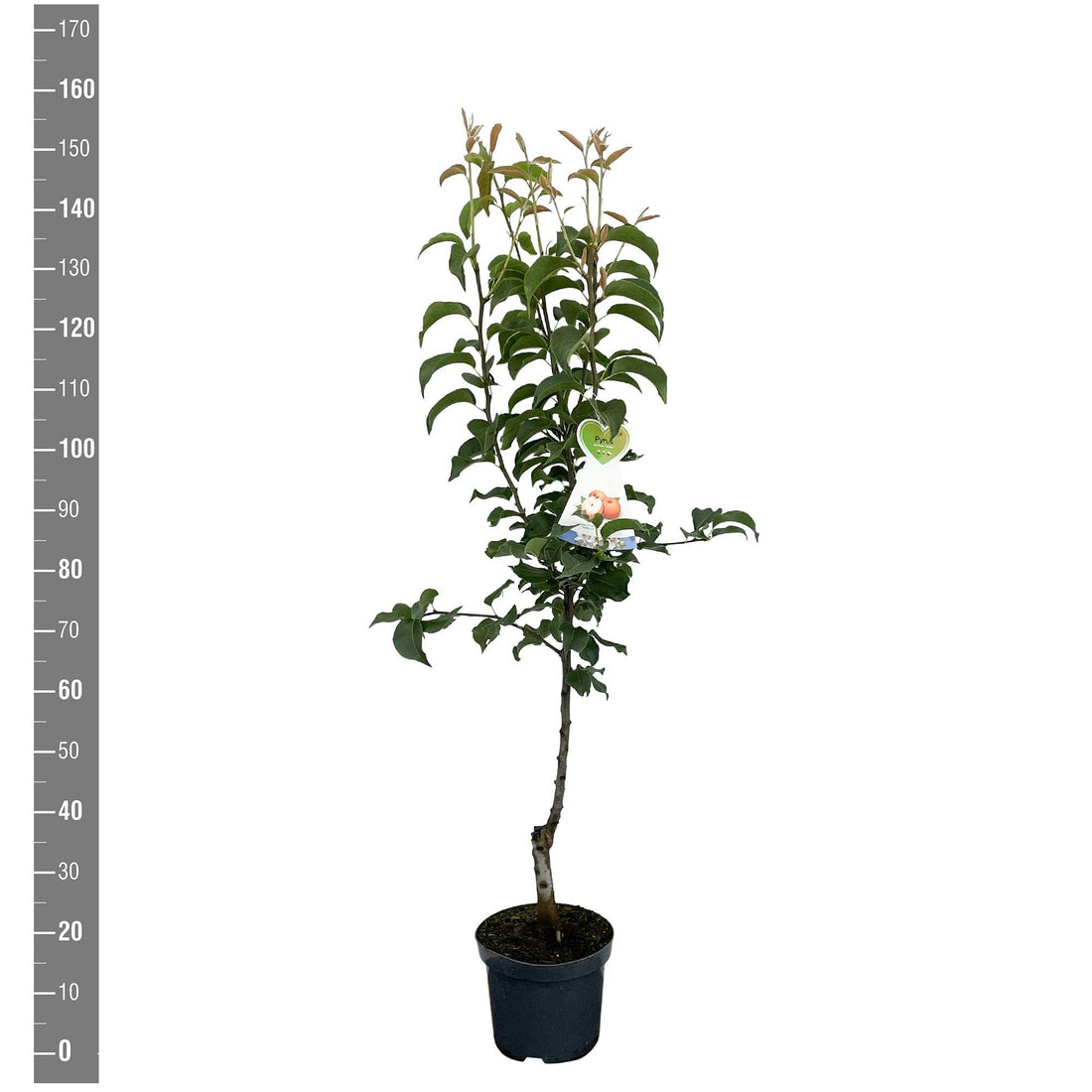 Päron pyrifolia &