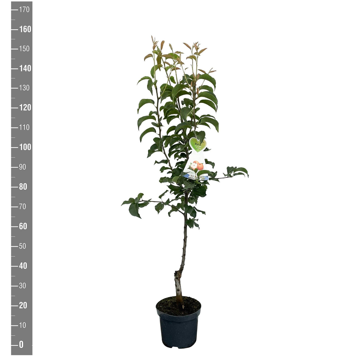 Pyrus pyrifolia &