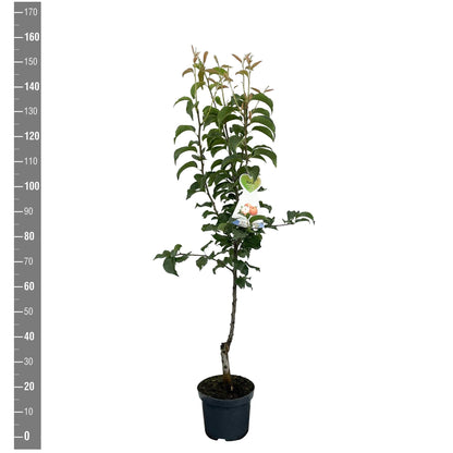 Pyrus pyrifolia &