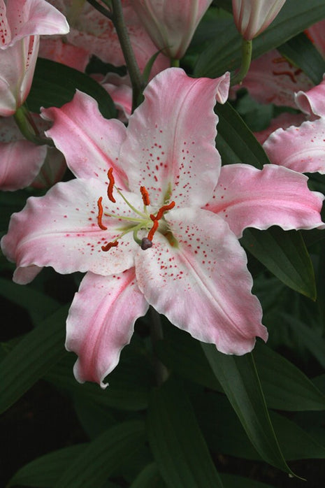 Pyrus pyrifolia 'Shinko'