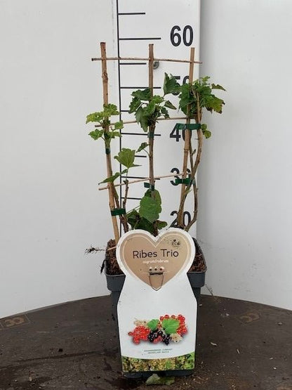 Ribes (trio spaljé) C5 (5 liters kruka) / 23 cm kruka