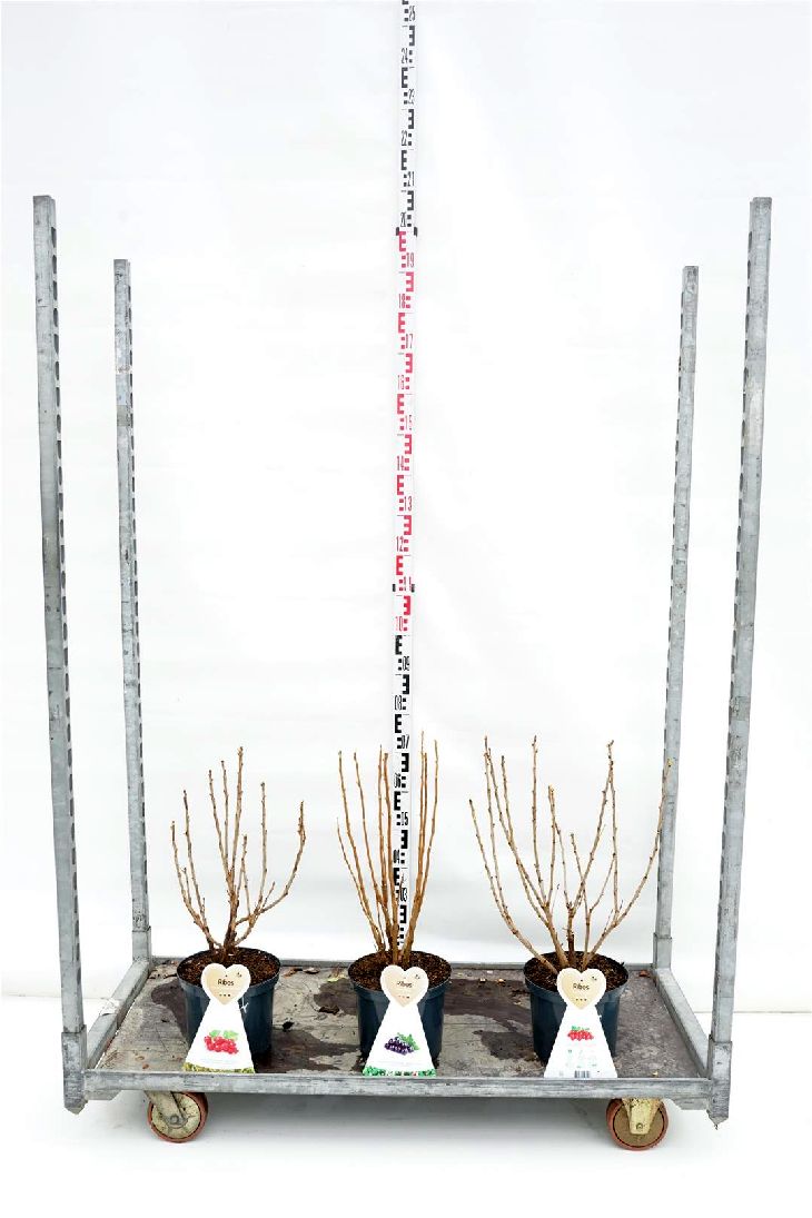 Ribes i sorter C5 (5 liters kruka) / 23 cm kruka, buske