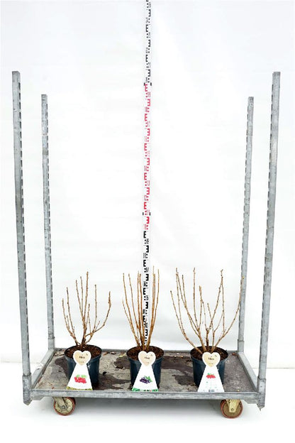 Ribes i sorter C5 (5 liters kruka) / 23 cm kruka, buske