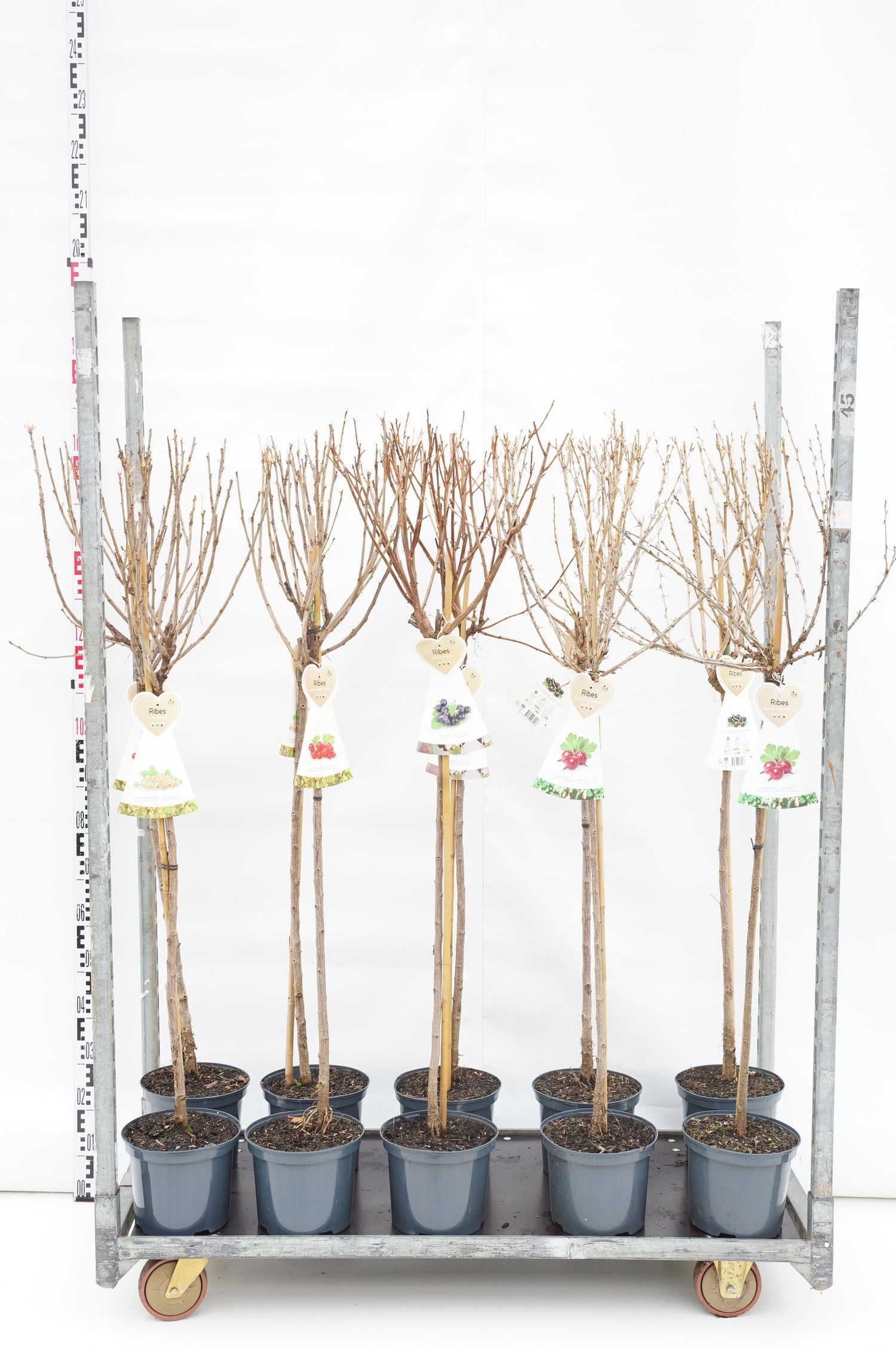 Vinbär in cultivars - 90 CM STEM C5/P23