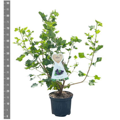 Ribes nigr. &