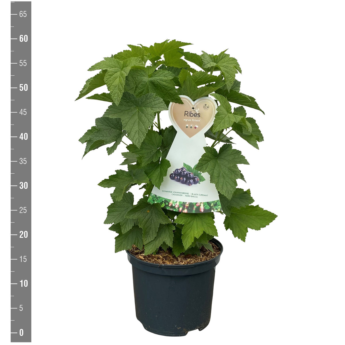 Ribes nigrum &