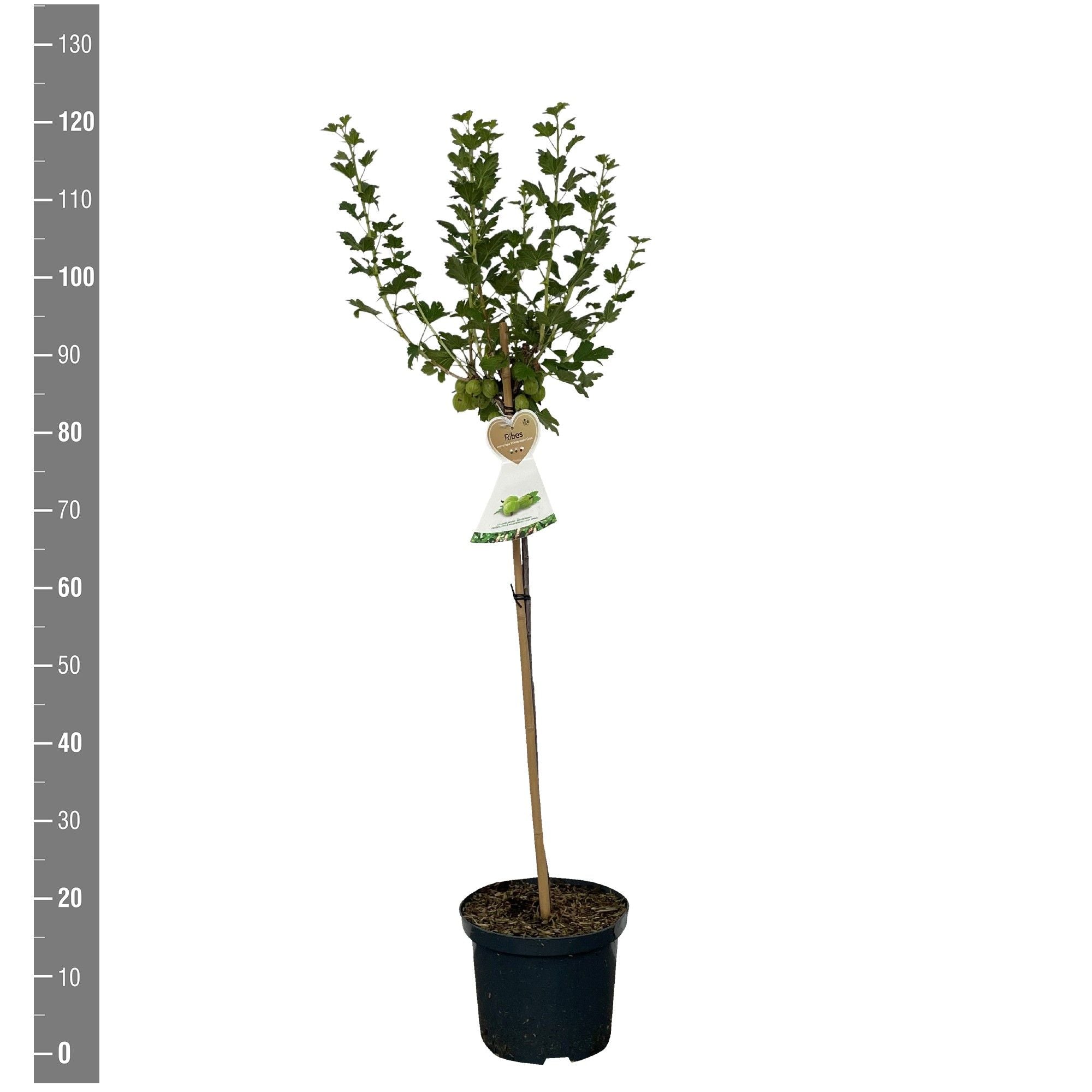 Krusbär u.-c. Hinnonmaki Gron - 60 CM STEM C5/P23