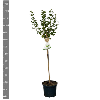 Ribes uva-crispa &