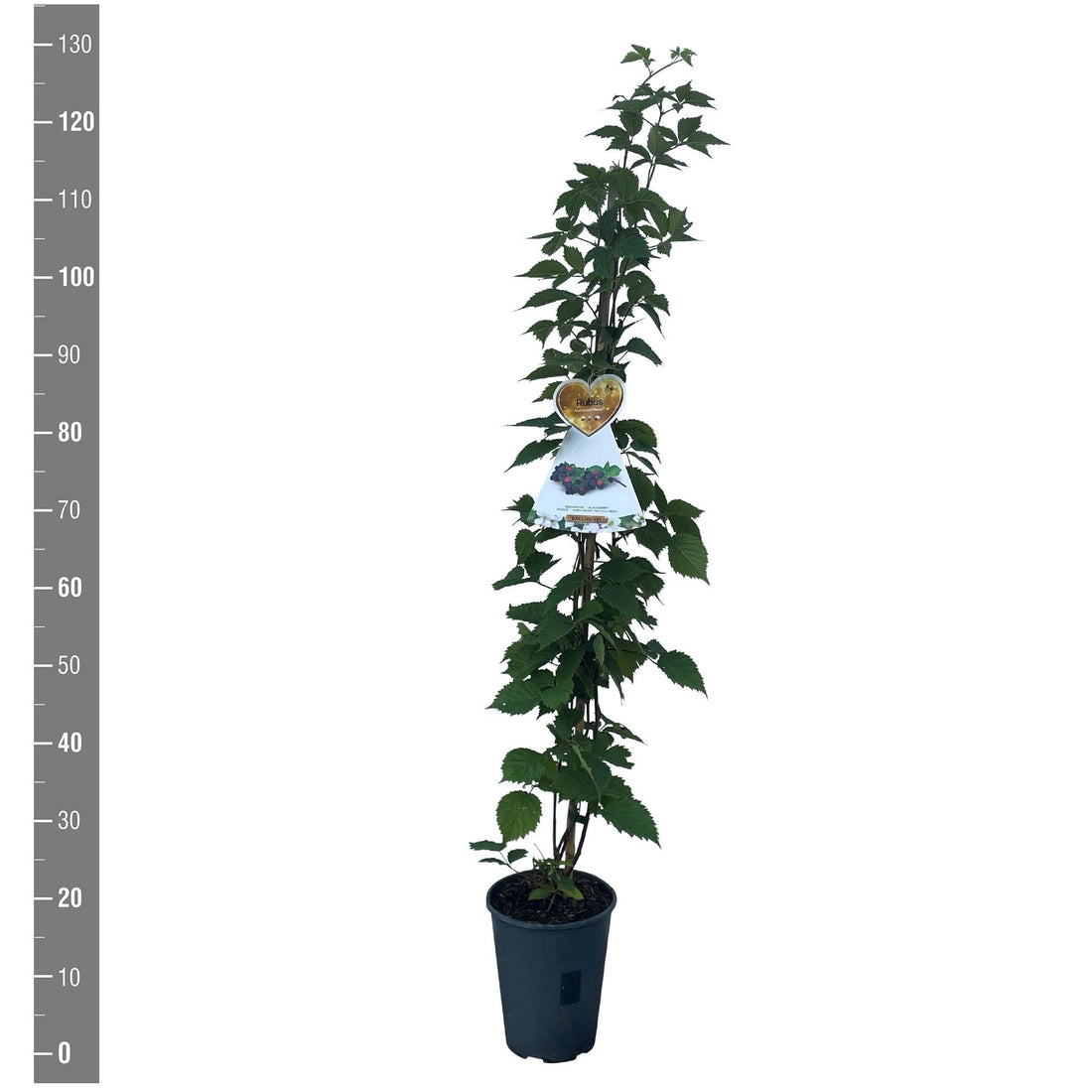 Björnbär frut. Nessy - C4/P21 120 CM STOK
