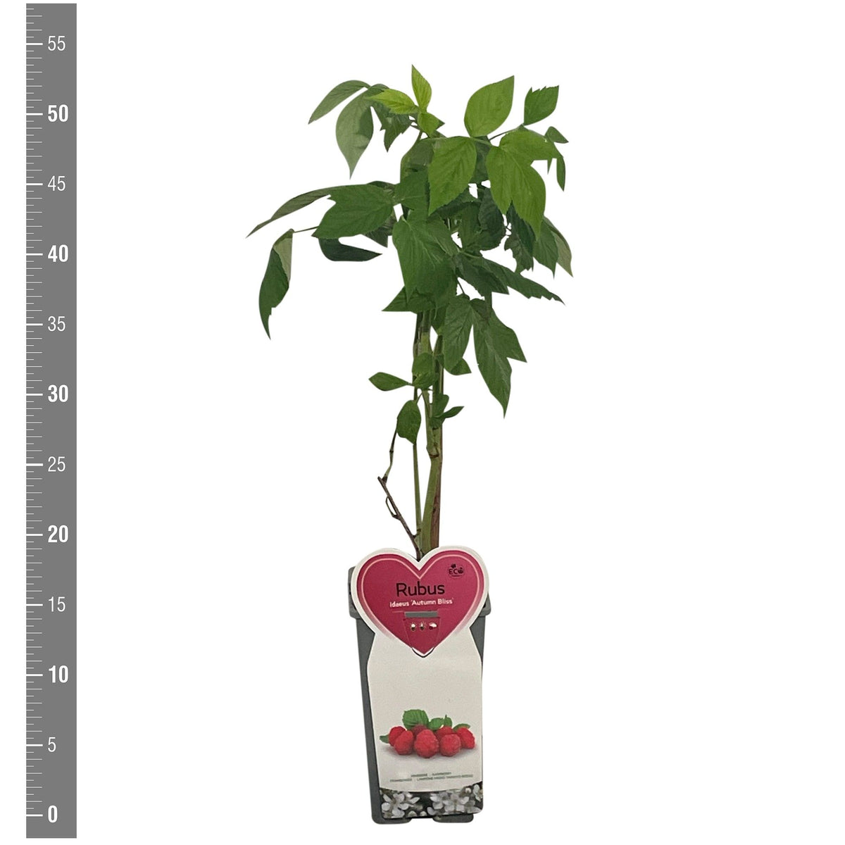 TW-2759422