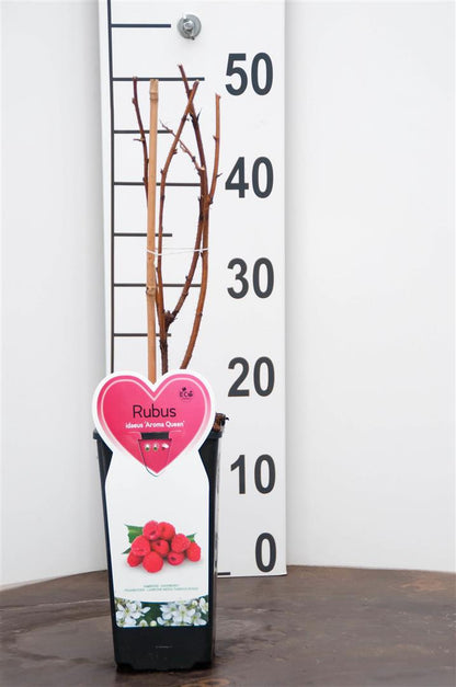 Rubus idaeus &