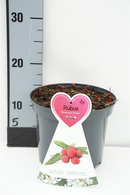 Rubus ill. &