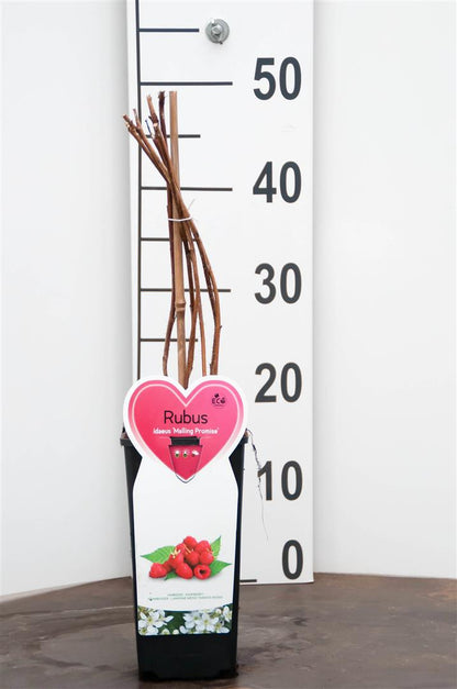 Rubus idaeus &