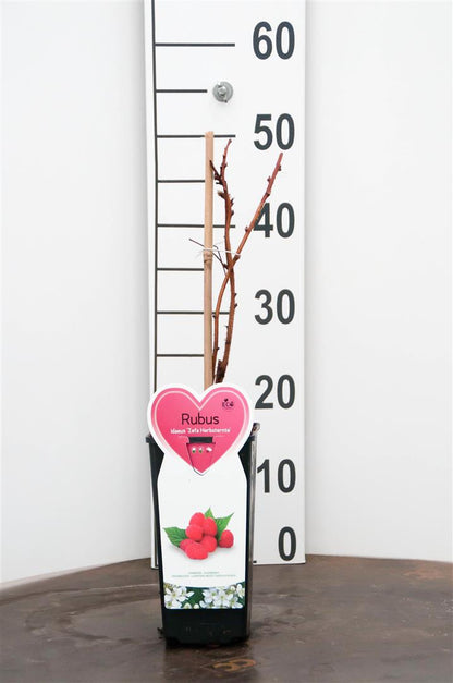 Rubus idaeus &