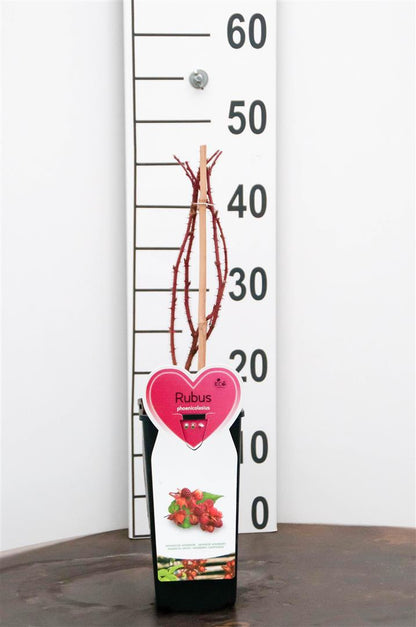 Rubus phoenicolasius C2 (2 liters kruka) Buske