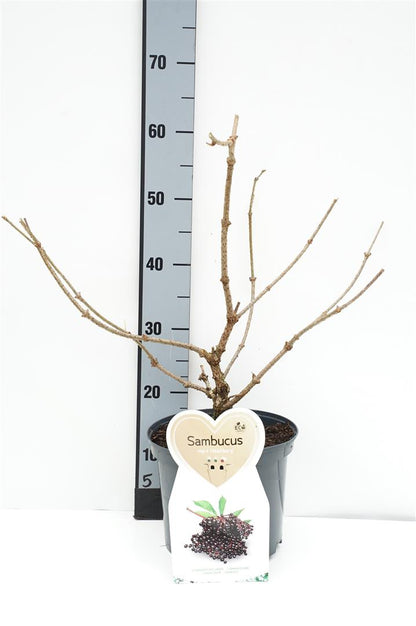 Sambucus nigra &