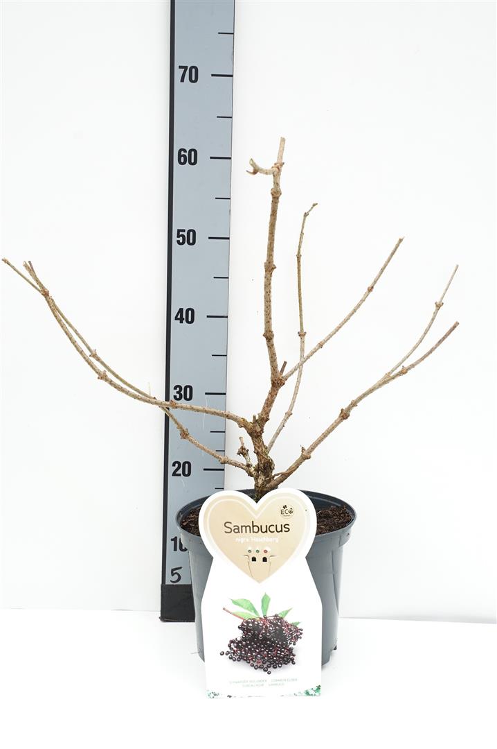 Sambucus nigra &