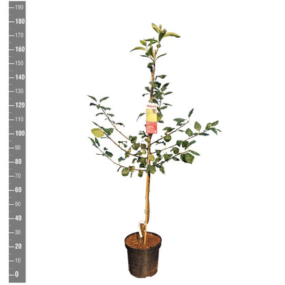 Sorbopyrus a. &
