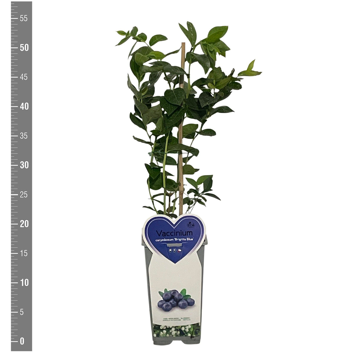 Vaccinium cor. &