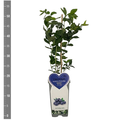 Vaccinium cor. &