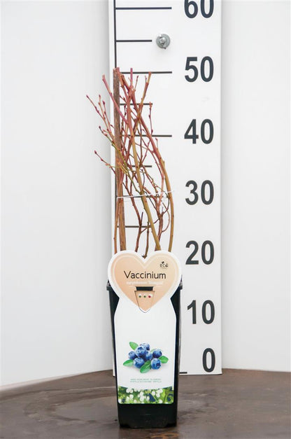 Vaccinium cor. &