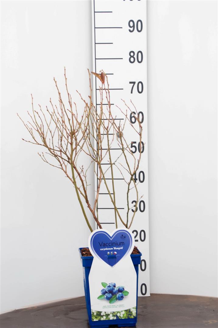 Vaccinium cor. &