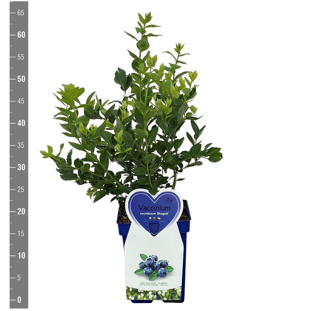 Amerikanskt blåbär Vaccinium cor. &