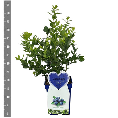 Amerikanskt blåbär Vaccinium cor. &