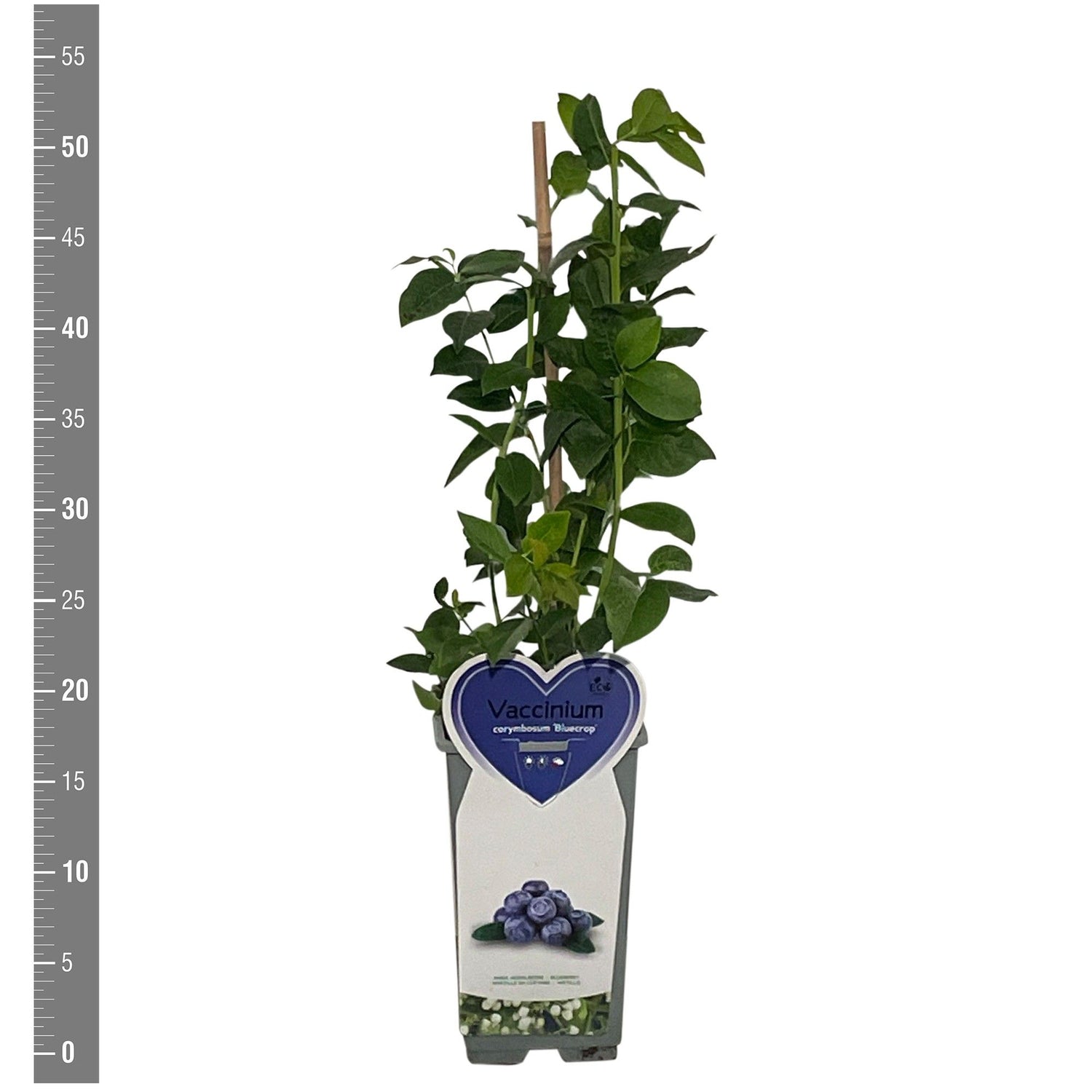Blåbär cor. &