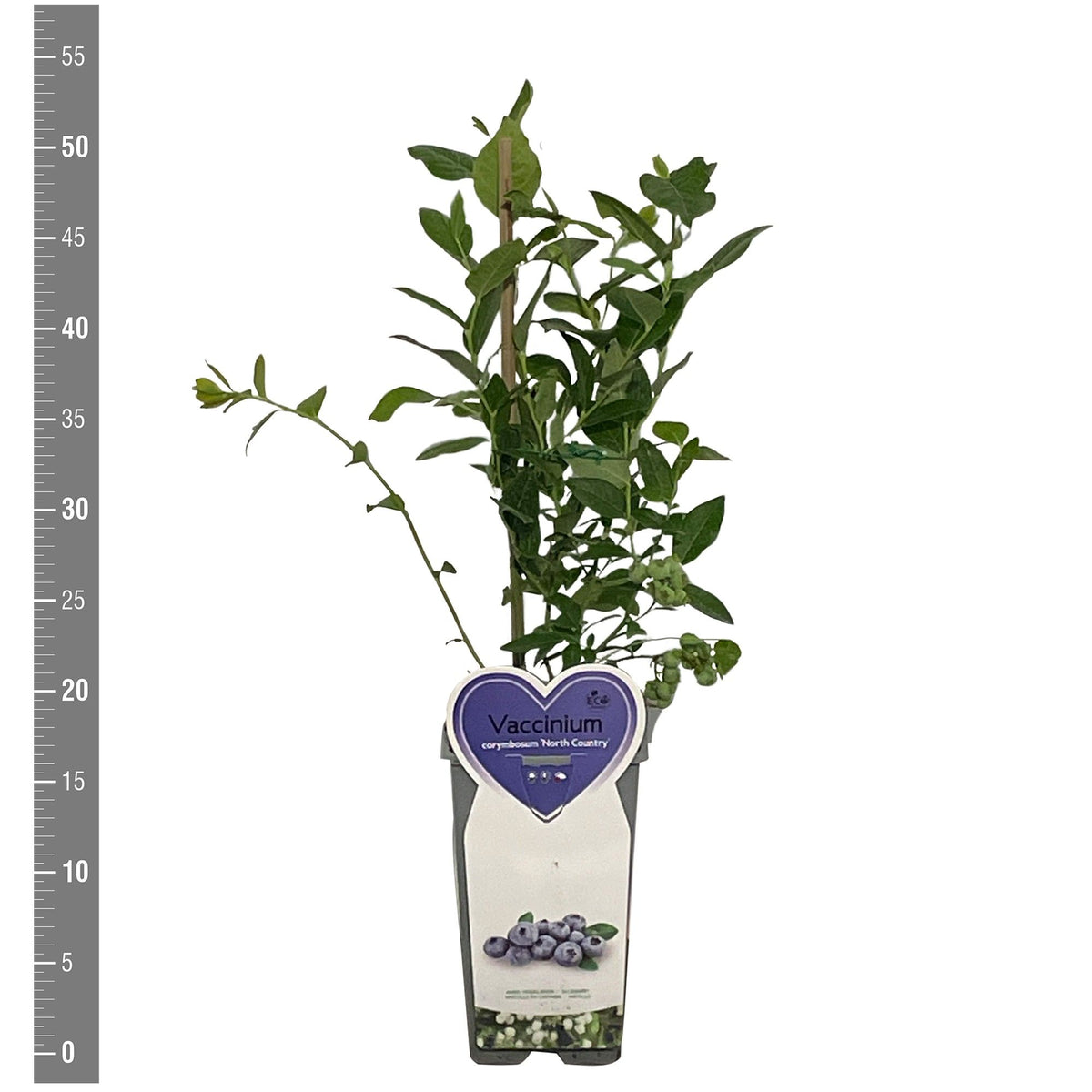 Vaccinium cor. &