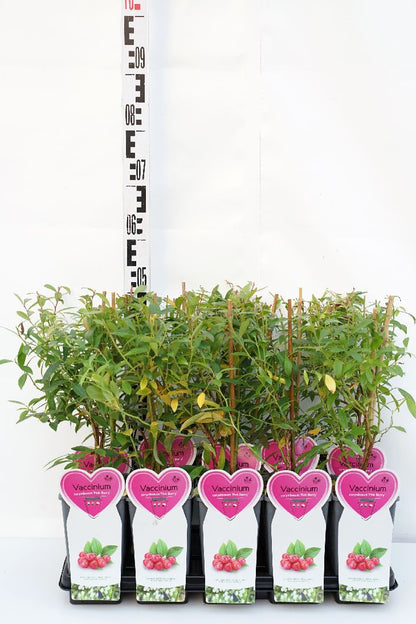 Vaccinium cor. &