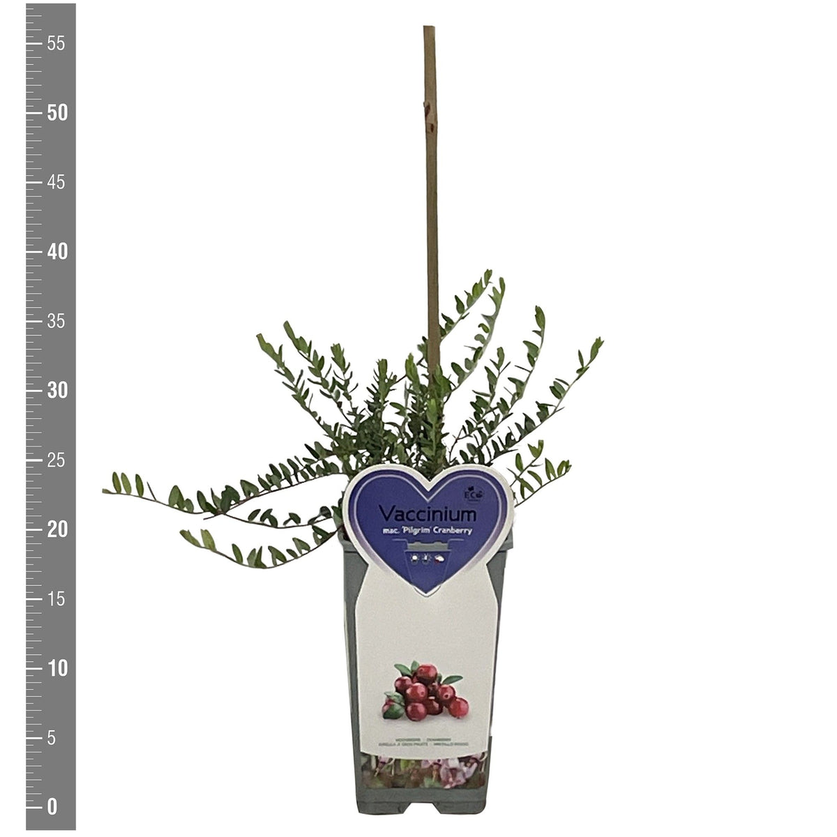 Vaccinium cor. &