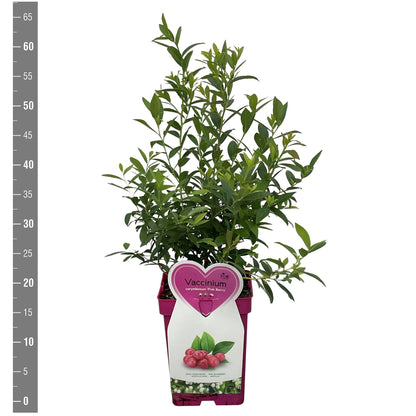 Vaccinium cor. &
